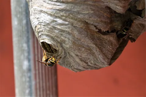 长头黄蜂,中型黄蜂,黄蜂,刺,有益,猎人,危险,雕刻 长头黄蜂,中型黄蜂,黄蜂,刺,有益,猎人,危险,雕刻