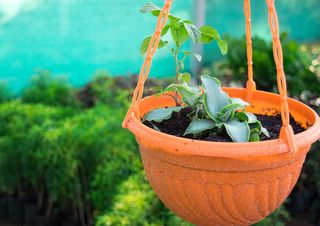 花园，树叶，植物，自然，关注前景，植物，生长，特写