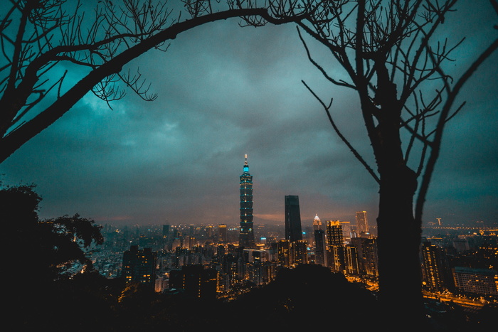 城市景观背景下的裸树剪影