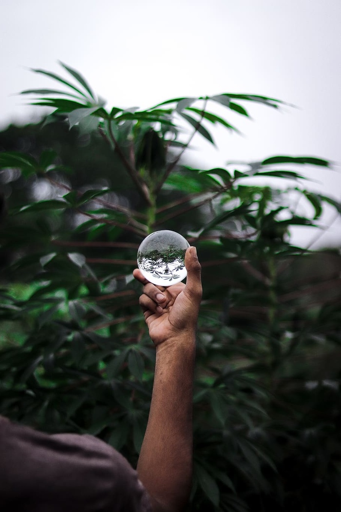 手指，人，人，钱，硬币，镍，手，植物