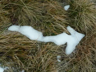 箭头、冬天、雪、草、植物、高角度视图、土地、田地