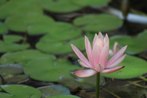 粉色、莲花、花朵、花朵、池塘、睡莲垫、绿色、湖泊