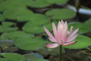 粉色、莲花、花朵、花朵、池塘、睡莲垫、绿色、湖泊