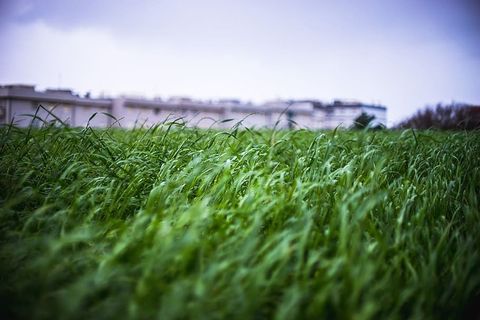 风景，天空，田野，农业，模糊，特写，焦点，草地