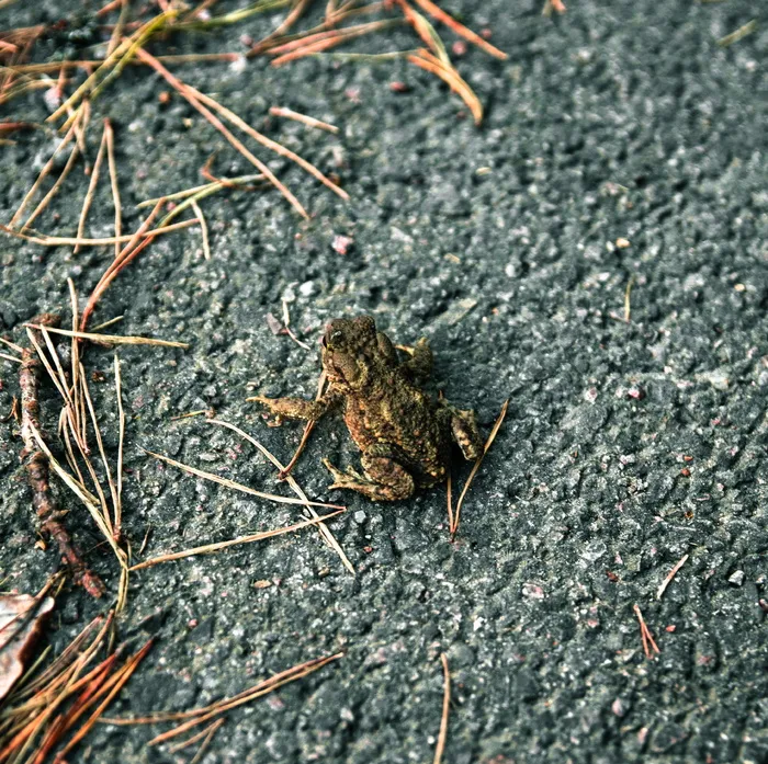 瑞典，哥德堡，斯勒塔·达姆·希辛斯帕克恩，无人，一只动物，特写，白天，野生动物