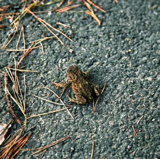 瑞典，哥德堡，斯勒塔·达姆·希辛斯帕克恩，无人，一只动物，特写，白天，野生动物