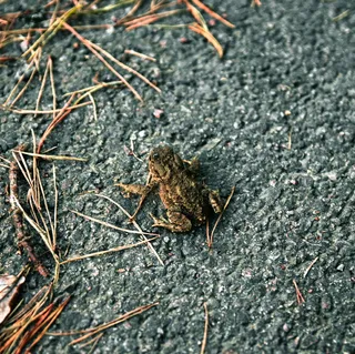 瑞典，哥德堡，斯勒塔·达姆·希辛斯帕克恩，无人，一只动物，特写，白天，野生动物