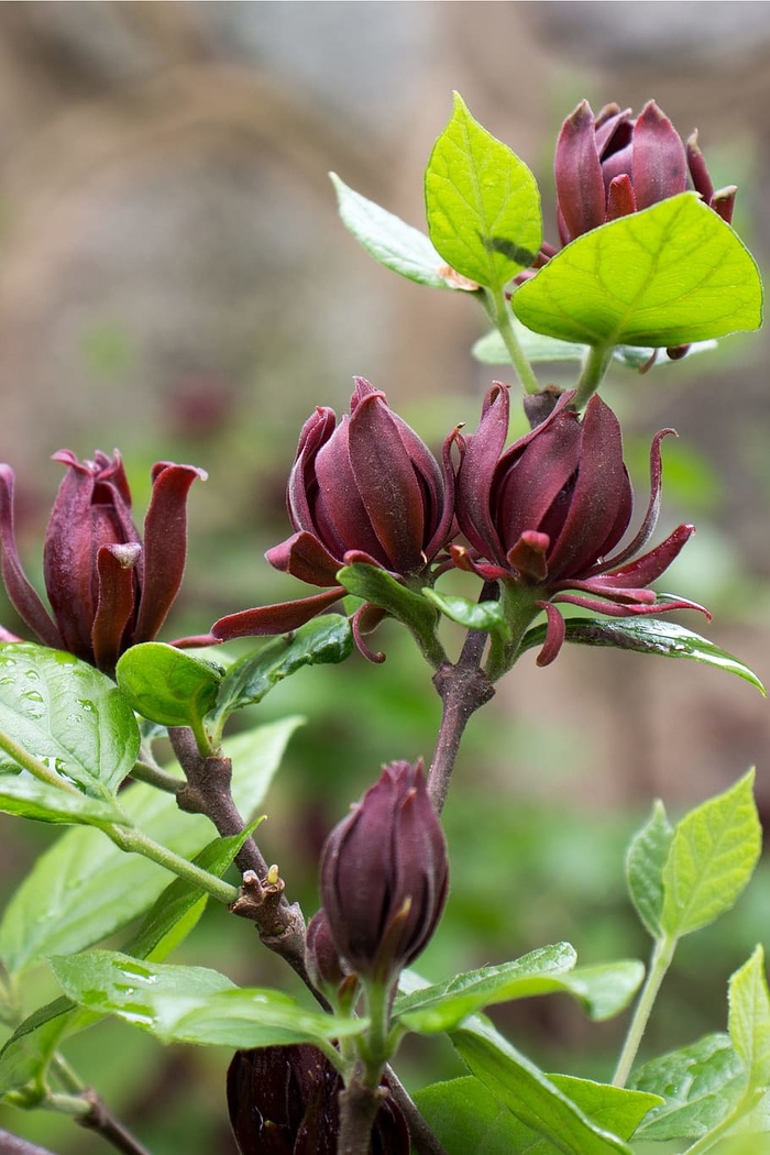 Calycanthus floridus，通常被称为Carolina allspice，是一种罕见的圆形落叶灌木，可长到6-9米高。它的特色是芳香的、棕色到勃艮第色的花朵，从4月中旬到5月中旬开放。花被褐色的、瓮状的果实种子荚所取代，这些种子荚在秋天成熟，在整个冬季持续数月。深色、有光泽、绿色的叶子和树皮被压碎后会释放出丁香或樟脑般的气味。花和叶都经常用来做花香。使用的其他名称还有甜灌木、草莓灌木