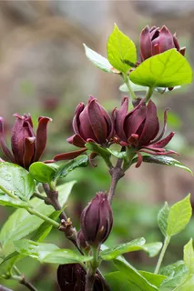 Calycanthus floridus,通常被称为Carolina allspice,是一种罕见的圆形落叶灌木,可长到6-9米高。它的特色是芳香的、棕色到勃艮第色的花朵,从4月中旬到5月中旬开放。花被褐色的、瓮状的果实种子荚所取代,这些种子荚在秋天成熟,在整个冬季持续数月。深色、有光泽、绿色的叶子和树皮被压碎后会释放出丁香或樟脑般的气味。花和叶都经常用来做花香。使用的其他名称还有甜灌木、草莓灌木 Calycanthus floridus,通常被称为Carolina allspice,是一种罕见的圆形落叶灌木,可长到6-9米高。它的特色是芳香的、棕色到勃艮第色的花朵,从4月中旬到5月中旬开放。花被褐色的、瓮状的果实种子荚所取代,这些种子荚在秋天成熟,在整个冬季持续数月。深色、有光泽、绿色的叶子和树皮被压碎后会释放出丁香或樟脑般的气味。花和叶都经常用来做花香。使用的其他名称还有甜灌木、草莓灌木