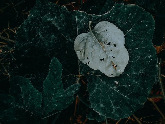 叶子，植物，纹理，树，枫叶，扶手，栏杆，灯