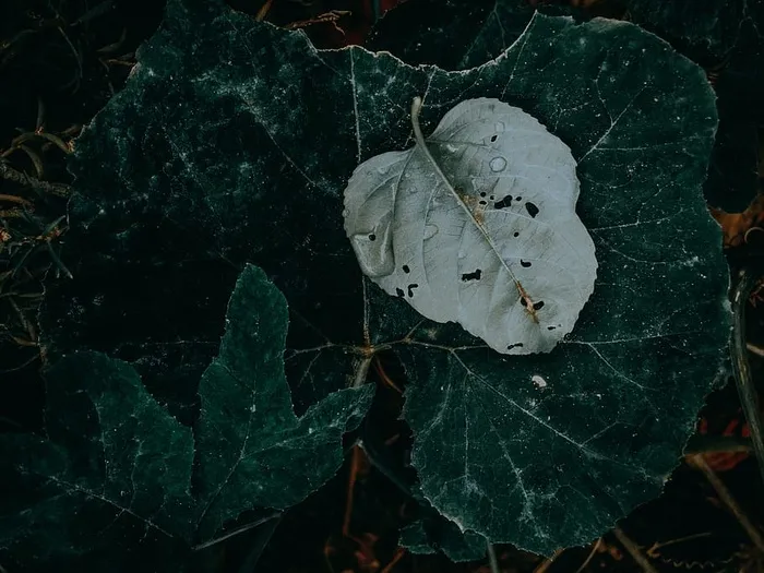 叶子，植物，纹理，树，枫叶，扶手，栏杆，灯