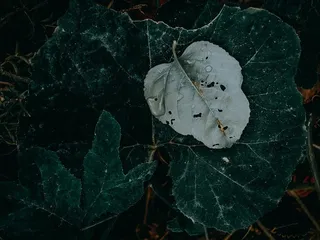 叶子，植物，纹理，树，枫叶，扶手，栏杆，灯