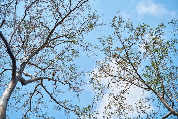 树, 分支, 木纤维板, 当前季节, 自然, 低角度视图, 植物, 天空