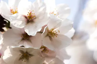 植物，花朵，花朵，樱花，樱花，东京，天竺葵，花粉