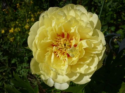 开花，开花，开花，自然，开花植物，植物，花瓣，自然之美