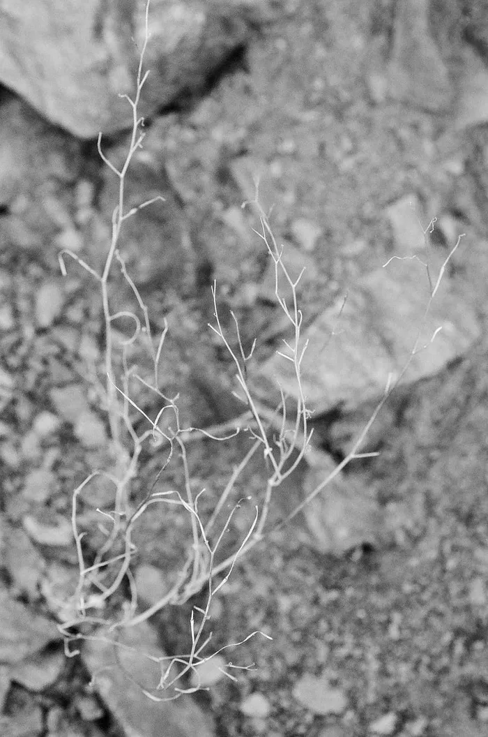 地面、植物、白色、花朵、花朵、沙漠、干燥、树枝