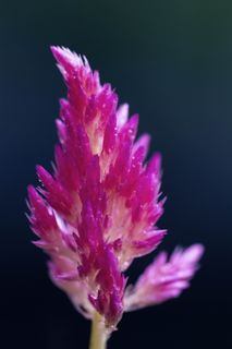 花，锁屏壁纸，花瓣，自然之美，脆弱，特写，粉色，脆弱