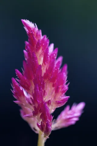 花，锁屏壁纸，花瓣，自然之美，脆弱，特写，粉色，脆弱