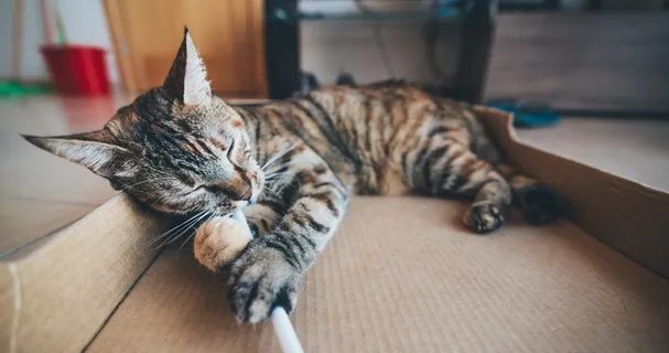 棕色斑猫躺在纸板箱上 棕色斑猫躺在纸板箱上