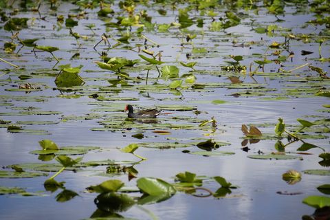 奥兰多，美国，鸭子，水，鸟，沼泽地，佛罗里达，沼泽