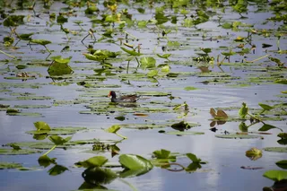 奥兰多，美国，鸭子，水，鸟，沼泽地，佛罗里达，沼泽
