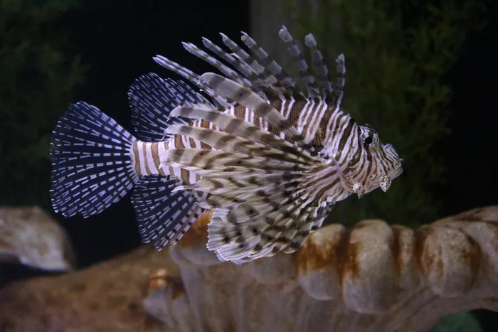白色，灰色，鱼，狮子鱼，咸水鱼，水族馆，海洋，动物