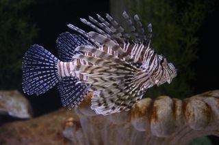 白色，灰色，鱼，狮子鱼，咸水鱼，水族馆，海洋，动物