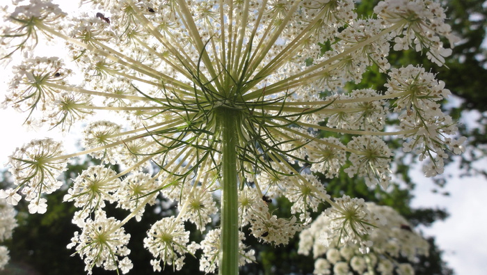 伞形花序，夏天，尖花，植物，自然之美，花，开花植物，自然