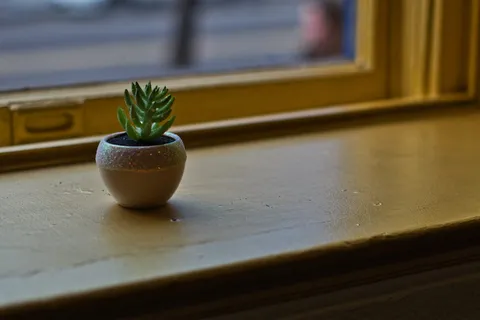 玻璃窗附近的绿色多汁植物 玻璃窗附近的绿色多汁植物