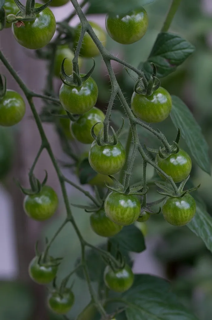 番茄、桁架、绿色、未成熟、未成熟水果、水果、天然、蔬菜