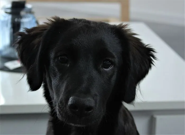 简，狗，宠物，动物，可爱，小狗，奇奥，黑