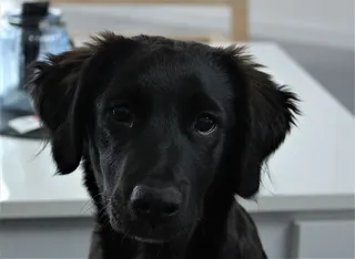 简，狗，宠物，动物，可爱，小狗，奇奥，黑