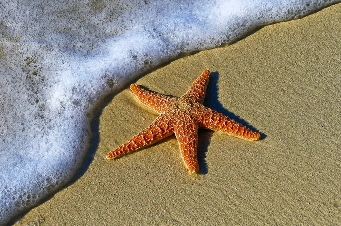 红色，海星，海岸，动物，海滩，泡泡，海岸，棘皮动物
