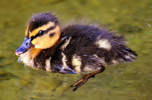 黑色，棕色，小鸭，身体，水，绿头鸭，小鸡，婴儿