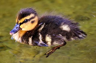 黑色，棕色，小鸭，身体，水，绿头鸭，小鸡，婴儿