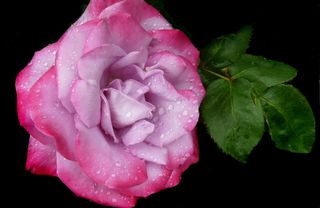 玫瑰，淡紫色，粉色，雨滴，水，粉色，花，叶