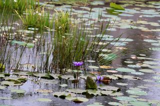 睡莲，睡莲垫，草，自然，佛罗里达，北美，植物，池塘