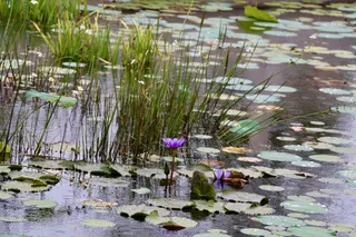 睡莲，睡莲垫，草，自然，佛罗里达，北美，植物，池塘