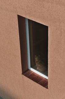 猫坐在玻璃窗旁边