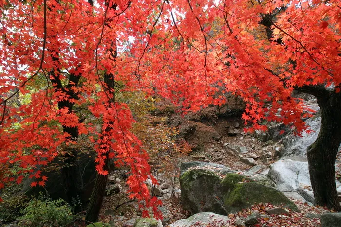 秋叶，枫叶，树叶，大自然，树叶，秋天，五彩缤纷，时节