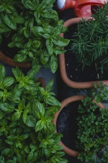 盆栽中绿叶植物的俯视图 盆栽中绿叶植物的俯视图
