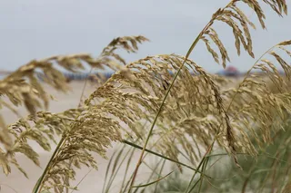 海草, 海滩, 海洋, 海岸, 夏天, 海边, 谷类植物, 植物