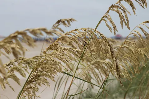 海草, 海滩, 海洋, 海岸, 夏天, 海边, 谷类植物, 植物 海草, 海滩, 海洋, 海岸, 夏天, 海边, 谷类植物, 植物
