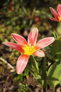 郁金香,花,粉色,黄色,粉色花,花卉,植物,自然 郁金香,花,粉色,黄色,粉色花,花卉,植物,自然