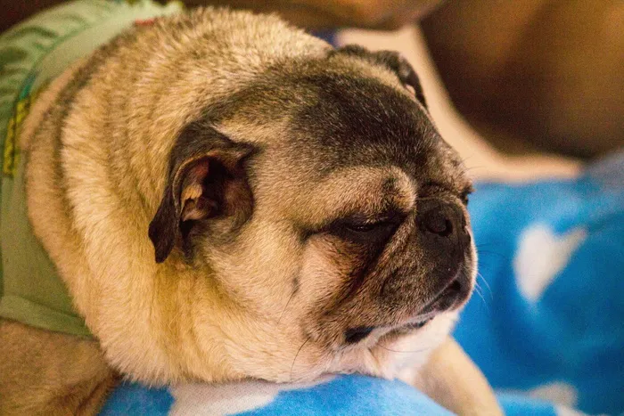 嗜睡，狗，小狗，可爱，狗伴侣，共识，宠物，宠物