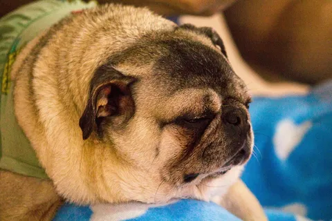 嗜睡,狗,小狗,可爱,狗伴侣,共识,宠物,宠物 嗜睡,狗,小狗,可爱,狗伴侣,共识,宠物,宠物