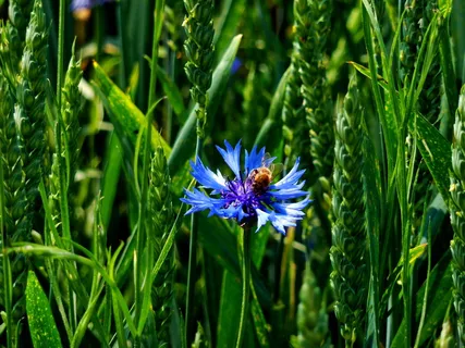 玉米花、边缘、田地、昆虫、宏、田地边缘、黄蜂、草地
