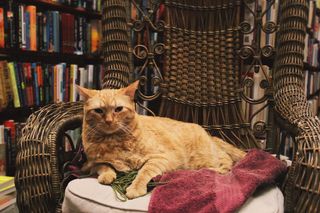 美国，密尔沃基，市中心图书买卖，猫，动物，图书，猫，家猫