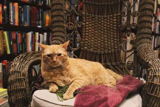 美国，密尔沃基，市中心图书买卖，猫，动物，图书，猫，家猫