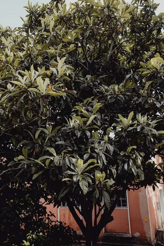 葡萄牙里斯本贝伦热带植物园